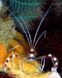 Banded Boxer Shrimp - Taken at Cathedral dive site in Ani... by Arthur Castillo 